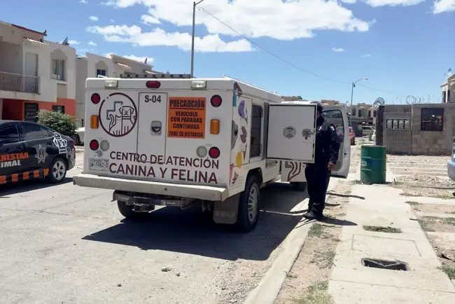 Recogen a perros de las calles del fraccionamiento Lomas del Sol