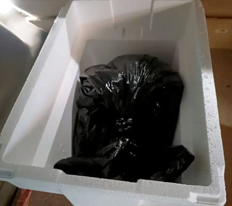 Se niegan autoridades recoger cuerpo de un mono araña sin vida