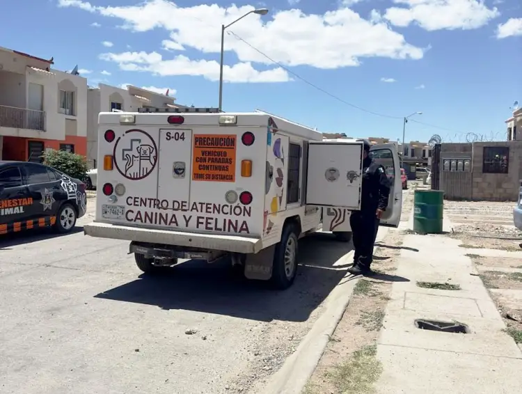 Recogen a perros de las calles del fraccionamiento Lomas del Sol