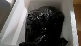 Se niegan autoridades recoger cuerpo de un mono araña sin vida