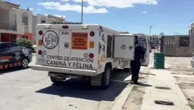 Recogen a perros de las calles del fraccionamiento Lomas del Sol