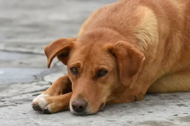 Aumentan casos por maltrato animal en Hermosillo