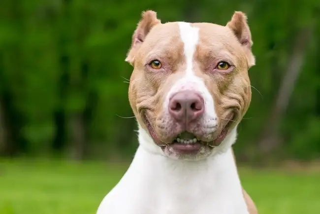 "Abuelito" es agredido por pitbull en Nogales