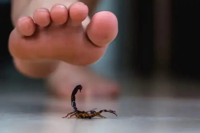 Llaman a prevenir picaduras de insectos ponzoñosos