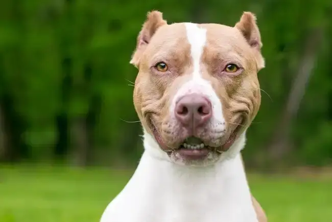 Adulto mayor atacado por perros se encuentra grave