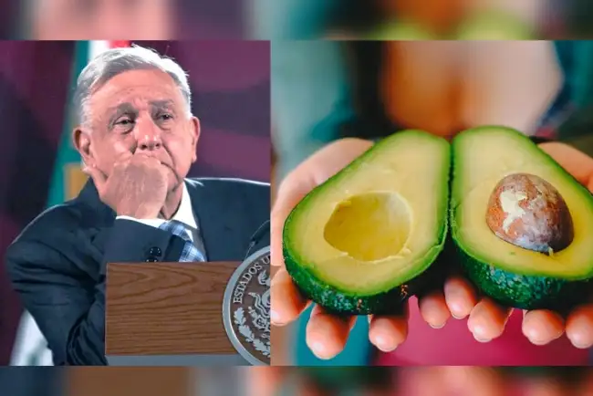 "No es el modito" afirma AMLO por freno al aguacate a EU