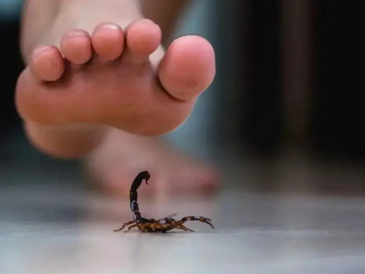 Llaman a prevenir picaduras de insectos ponzoñosos