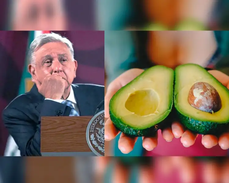 "No es el modito" afirma AMLO por freno al aguacate a EU