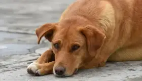 Aumentan casos por maltrato animal en Hermosillo