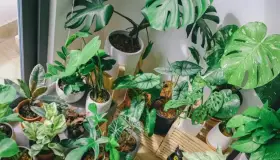 Así puedes cuidar tus plantas durante la temporada de calor