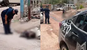 Atienden caso de cadaver de un perro en colonia La Brisa