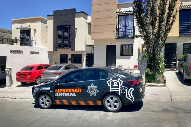 Rescatan a perro de maltrato; lo tenían amarrado al intemperie