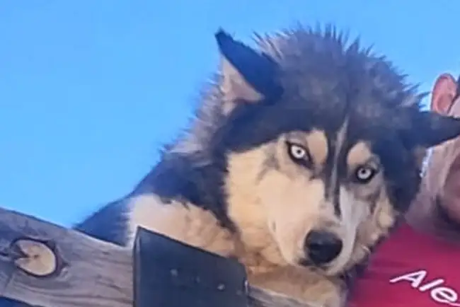 Sin localizar a agresor de la perrita ‘Mía’