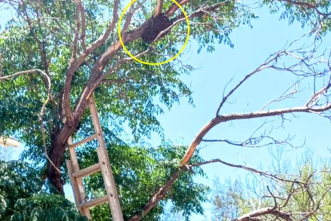 Remueven enjambre de abejas a zona segura; estaba en escuela