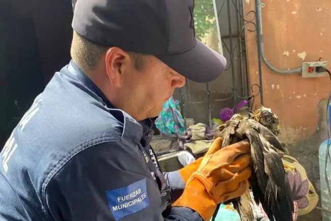 Logran rescate de halcón en colonia de Hermosillo