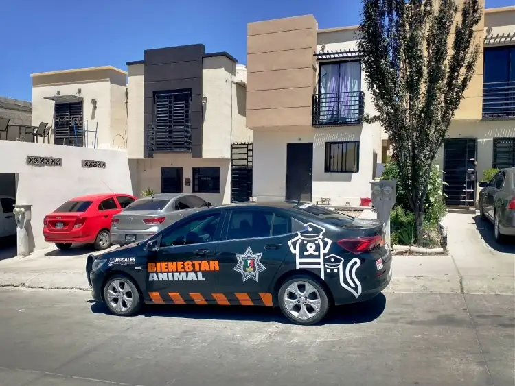 Rescatan a perro de maltrato; lo tenían amarrado al intemperie