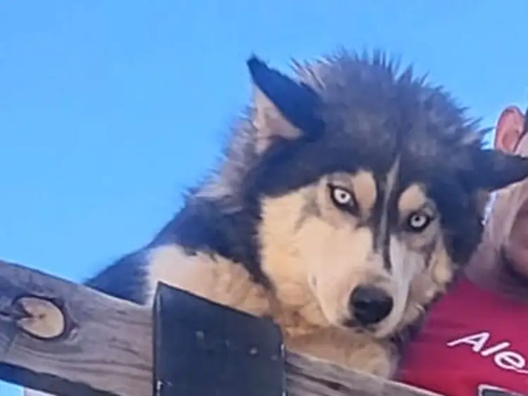 Sin localizar a agresor de la perrita ‘Mía’