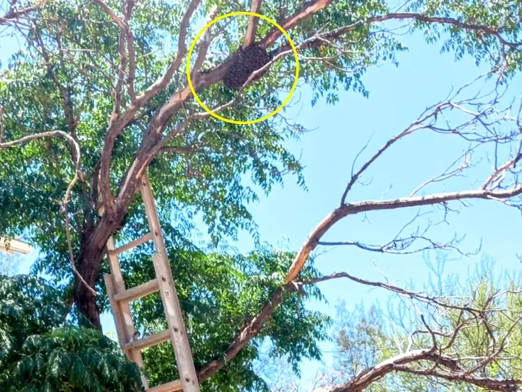 Remueven enjambre de abejas a zona segura; estaba en escuela