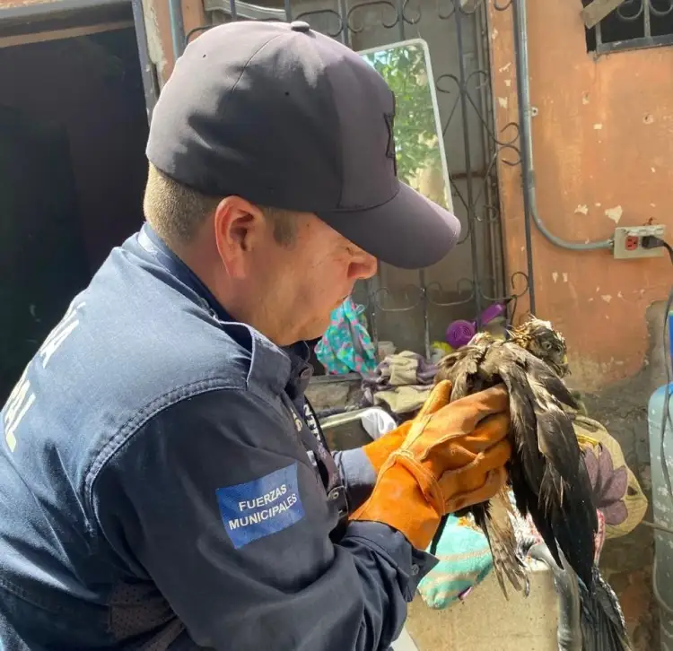 Logran rescate de halcón en colonia de Hermosillo