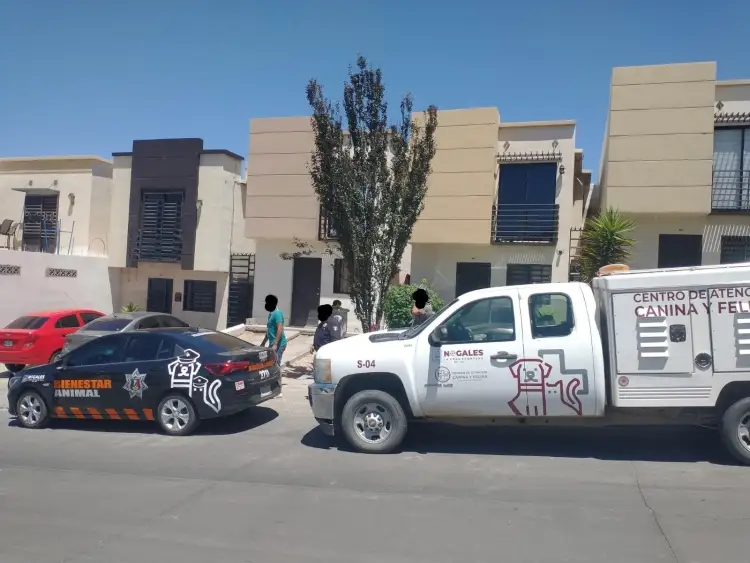 Sin resolver caso de adulto mayor que fue atacado por perros