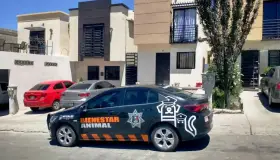 Rescatan a perro de maltrato; lo tenían amarrado al intemperie