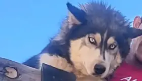 Sin localizar a agresor de la perrita ‘Mía’