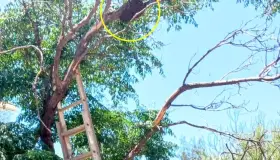 Remueven enjambre de abejas a zona segura; estaba en escuela