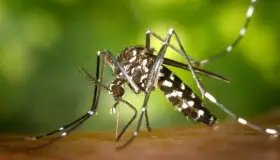 Previenen del mosquito del dengue