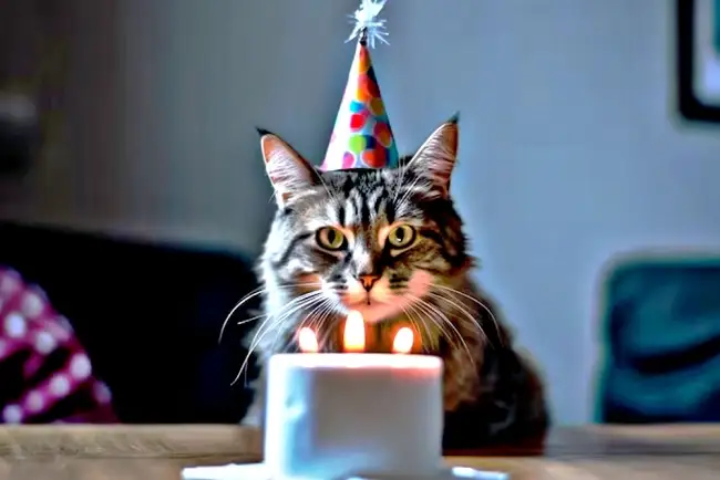 Hoy es el Día Internacional del Gato