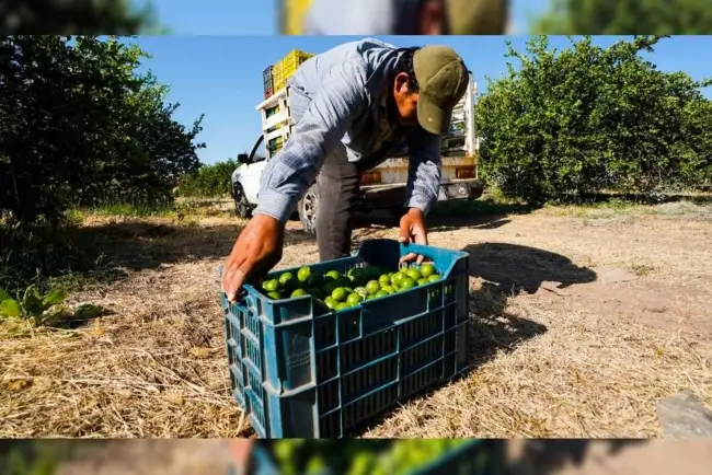 Vuelven limoneros a sus labores; hay despliegues de seguridad