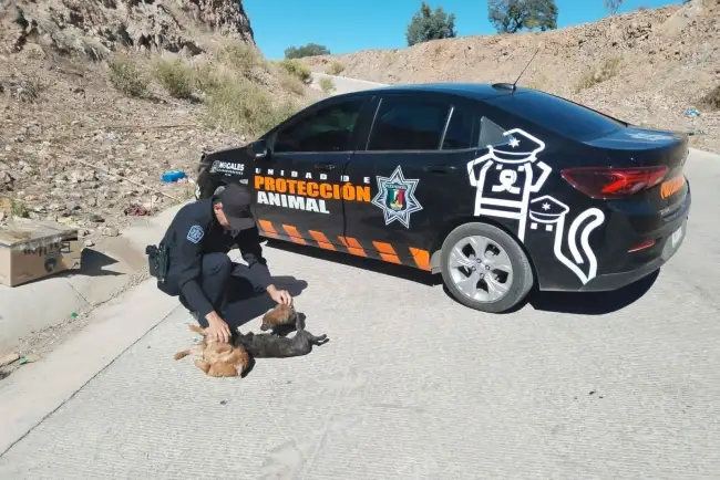 Tiene buena respuesta la unidad de Protección Animal de SP