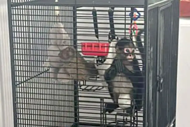 Realizan cateos, detienen a dos y confiscan hasta un mono araña