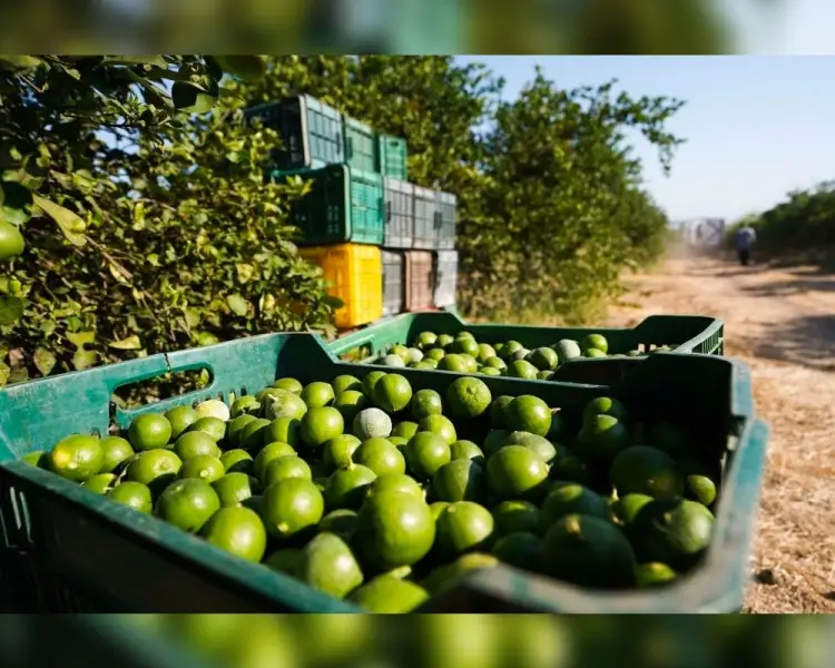 Intervienen fuerzas armadas en caso de limoneros: AMLO