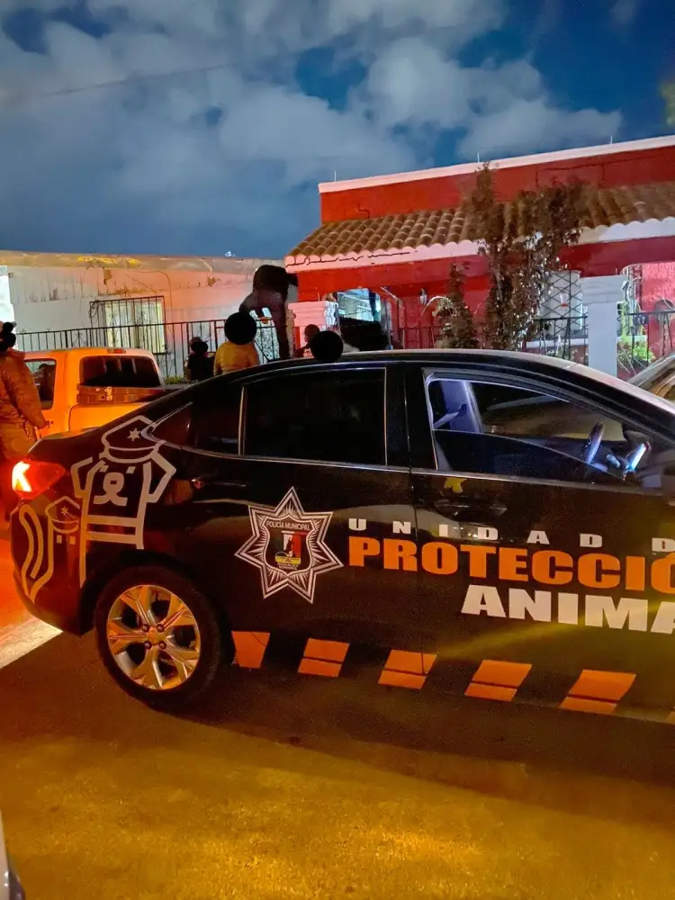 Agrede mujer a su vecina y mascota