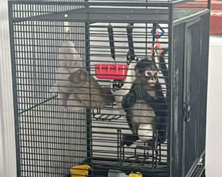 Realizan cateos, detienen a dos y confiscan hasta un mono araña