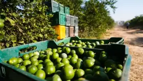 Intervienen fuerzas armadas en caso de limoneros: AMLO