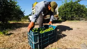 Vuelven limoneros a sus labores; hay despliegues de seguridad