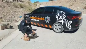 Tiene buena respuesta la unidad de Protección Animal de SP