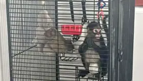 Realizan cateos, detienen a dos y confiscan hasta un mono araña