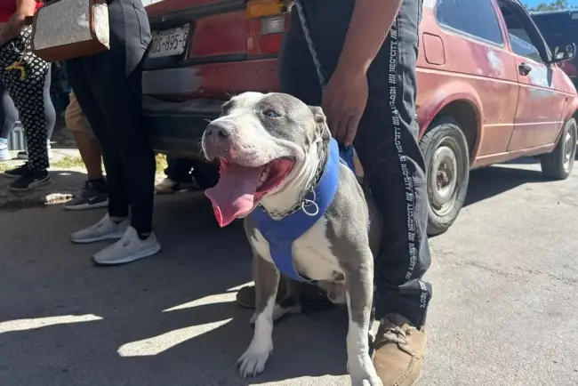 Realizan Jornada de Esterilización en colonia Nuevo Nogales