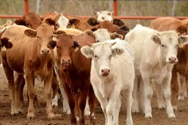 Alcanza Sonora cifra récord en exportación de cabezas de ganado