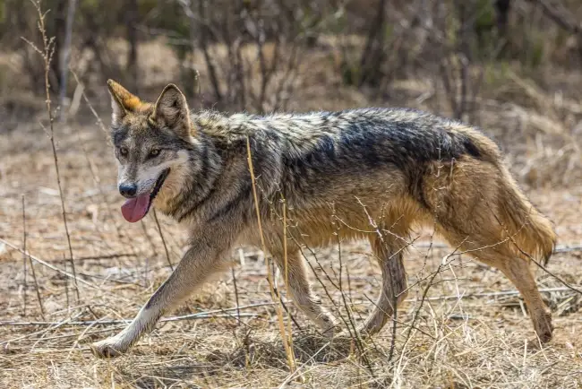 Apoyan a la preservación de animales silvestres en esta frontera