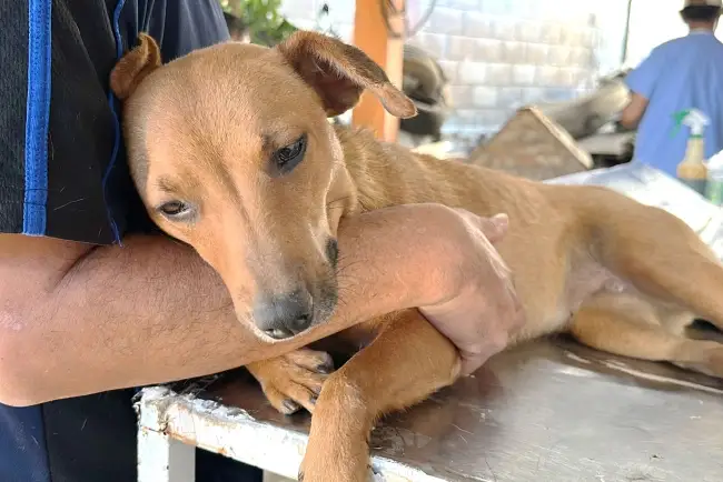 Casi por superar meta de esterilizaciones para este año