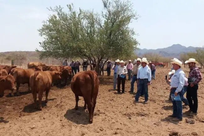 Ganaderos piden modificación a ley de Protección Animal