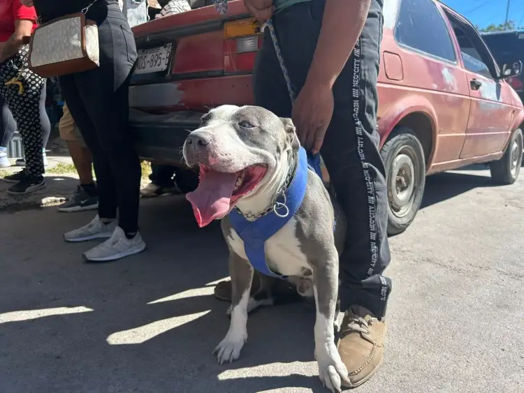 Realizan Jornada de Esterilización en colonia Nuevo Nogales