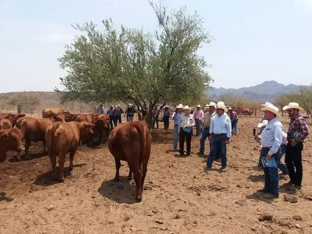 Ganaderos piden modificación a ley de Protección Animal