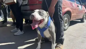 Realizan Jornada de Esterilización en colonia Nuevo Nogales