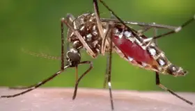 Sin registro de contagios del Dengue en Sonora: Salud
