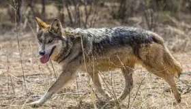 Apoyan a la preservación de animales silvestres en esta frontera