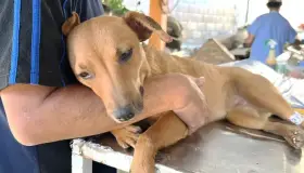 Casi por superar meta de esterilizaciones para este año